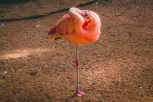 balance