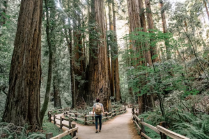redwood-connection