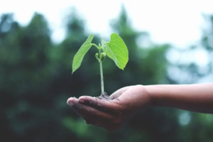 grow-rise-thrive